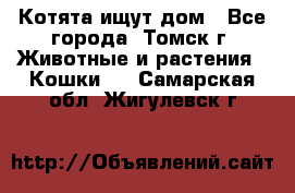 Котята ищут дом - Все города, Томск г. Животные и растения » Кошки   . Самарская обл.,Жигулевск г.